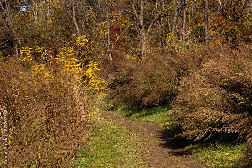 Obraz premium Fall day at the park
