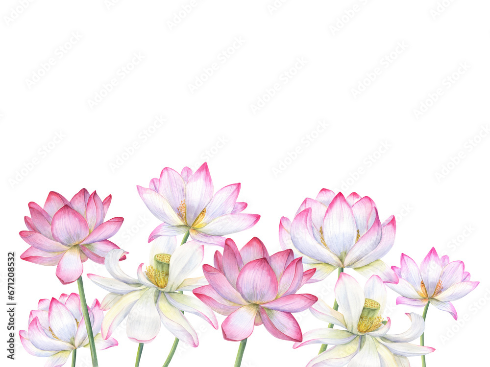 Composition of pink lotus flowers. Blooming waterlily flower, Indian Lotus, Sacred Lotus. Copy space for text. Watercolor illustration. For poster, cards, greeting, invitation.