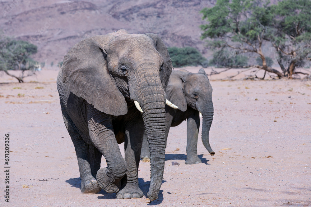 Adult desert elephants with baby in the savannah