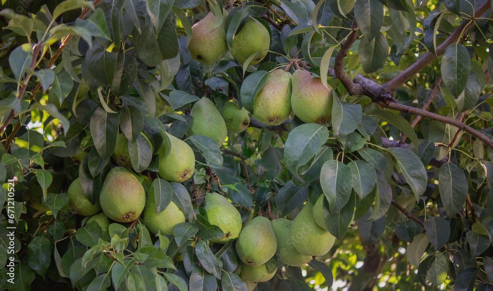 pears grow on a tree, harvest. Selective focus. pears grow on a tree, harvest. Selective focus.