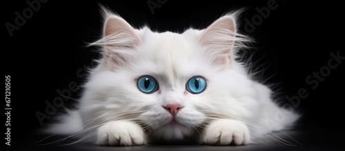 Tablou canvas A cute Cat of unknown lineage sporting a White hue and mesmerizing Blue eyes cal