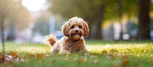 A park scene featuring a slight focused image of a diminutive Cavapoo canine photo