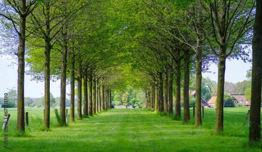 row with trees row with trees