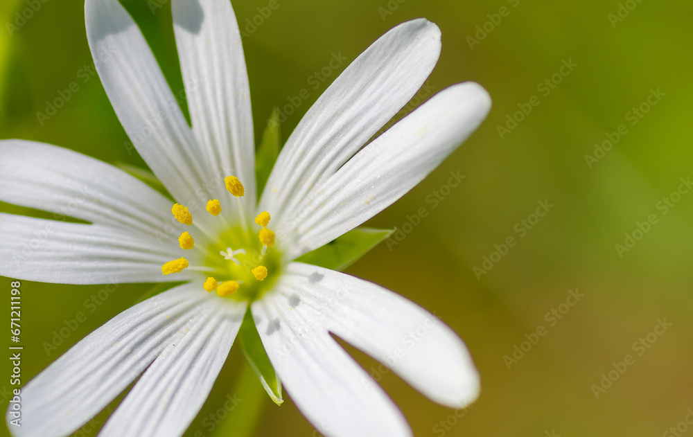 common chickweed flowers common chickweed flowers