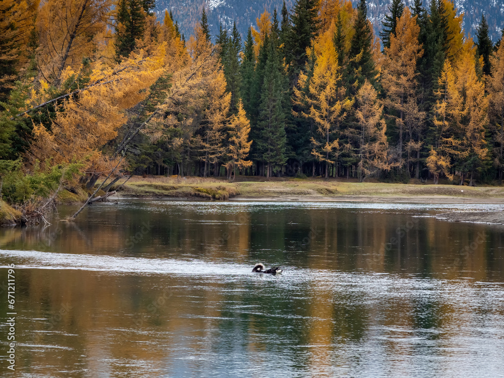 Fototapeta premium Dog in silhouette is swimming along the river in mysterious deep autumn forest.