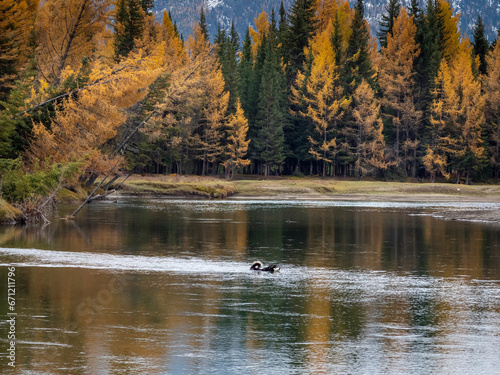 Dog in silhouette is swimming along the river in mysterious deep autumn forest.