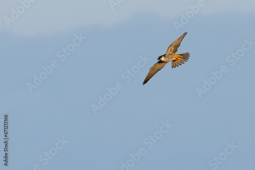 Wanderfalke im Flug
