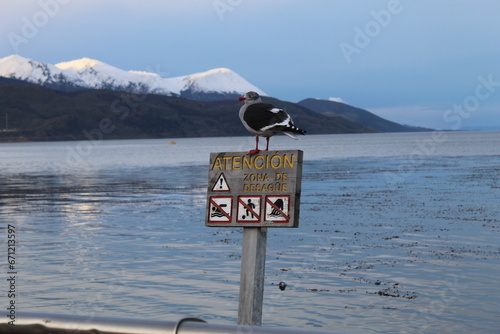 Bird standing over a sign at Ushuaia sea