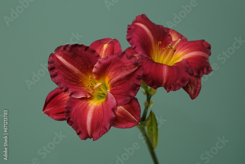 Red-orange daylily  isolated on green background.