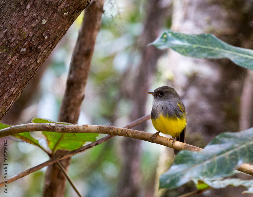 A view of eastern yellow robin A view of eastern yellow robin
