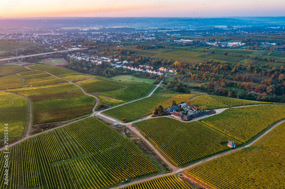 Bird's-eye view of autumn-colored vineyards near Eltville am Rhein/Germany