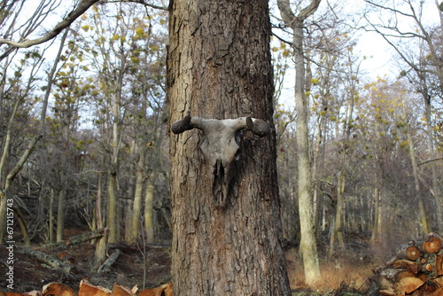 Deer skull decoration on a tree