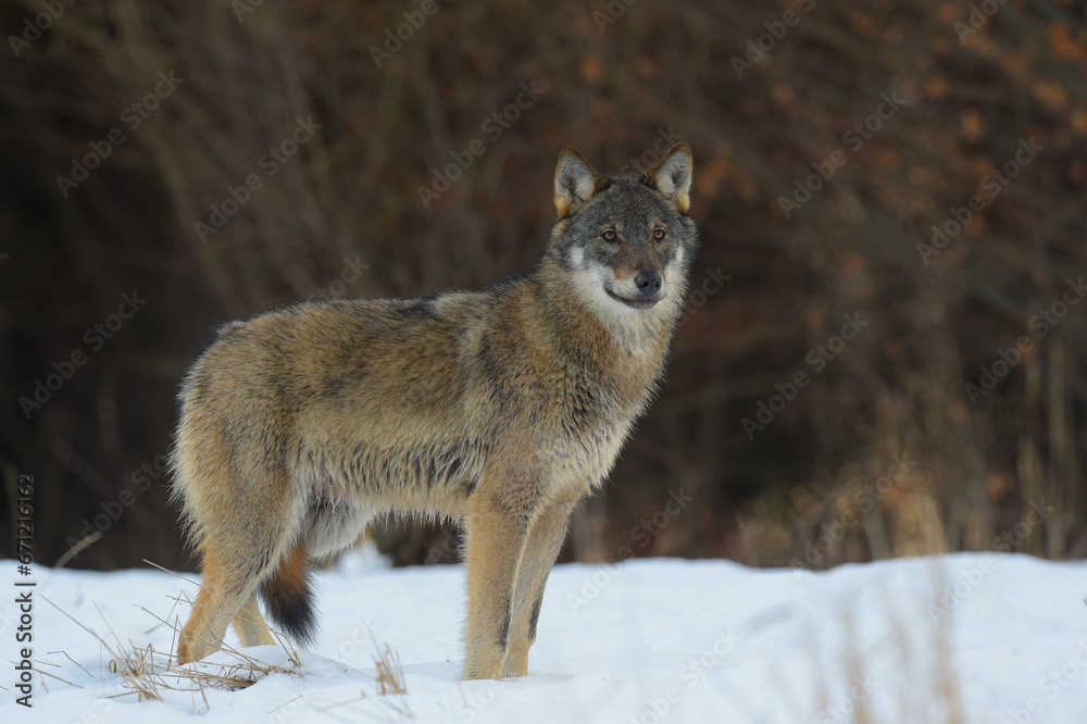 Obraz premium loup de pologne