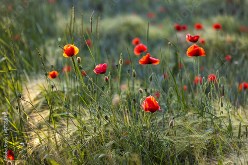 Beautiful red poppies at sunset. Field with blooming poppies. Green stems and red flowers. Beautiful field with poppies at sunset. The rays of the sun illuminate the blooming, red poppies.