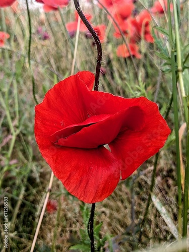 red poppy in the field