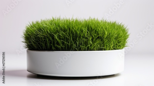 grass for the cat in a white pot.