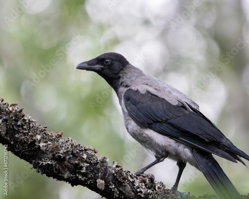 Hooded crow