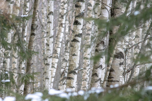 Birch trees in winter
