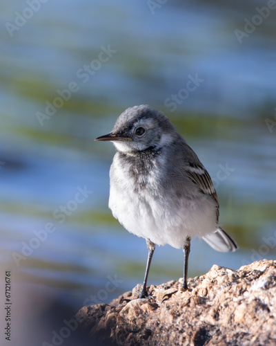 White wagtail fledgling