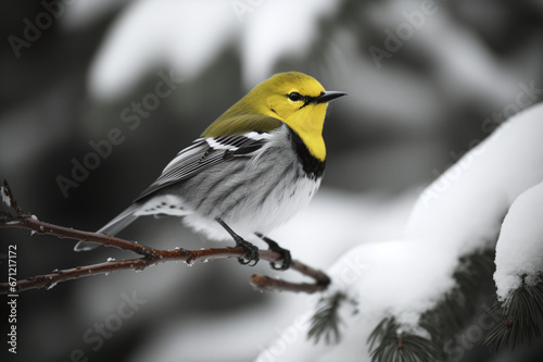 bird with a yellow belly sits on a tree branch in winter, in the forest. Close-up