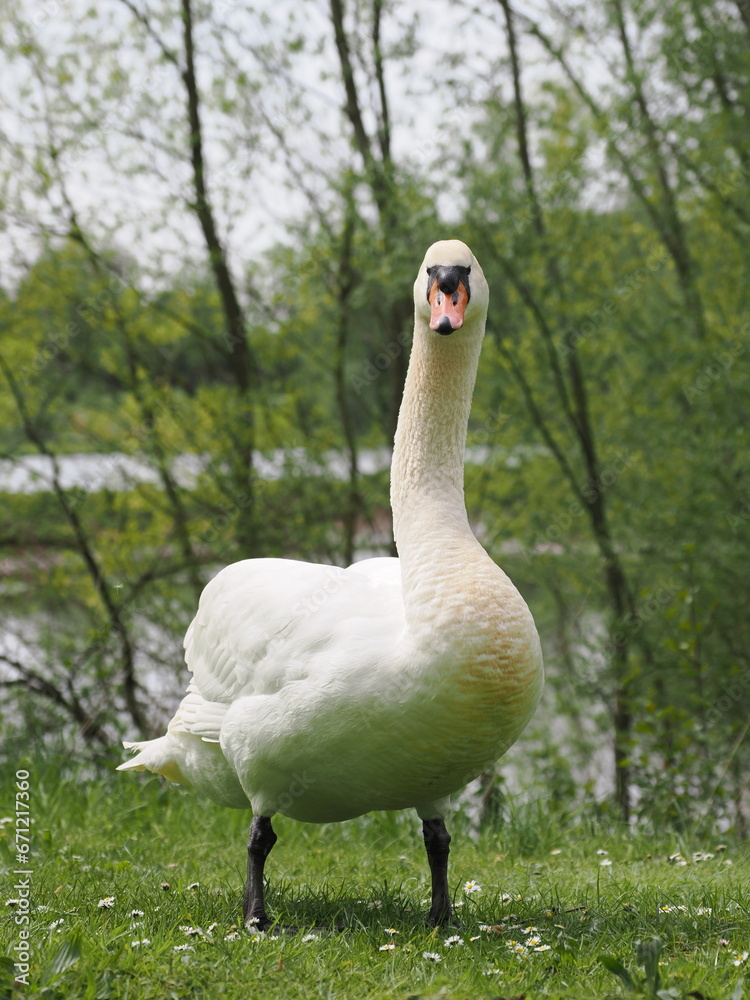 Obraz premium Großer weißer Schwan am Bielefelder Obersee