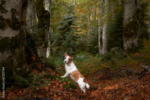 Fototapeta Naklejka Na Ścianę i Meble -  Dog in Forest, Jack Russell Terrier sitting amidst the fall foliage in a tranquil forest, evoking feelings of adventure and nature exploration