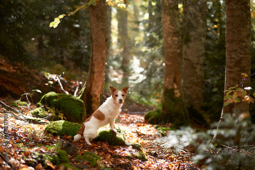 Dog in Forest, Jack Russell Terrier sitting amidst the fall foliage in a tranquil forest, evoking feelings of adventure and nature exploration © annaav