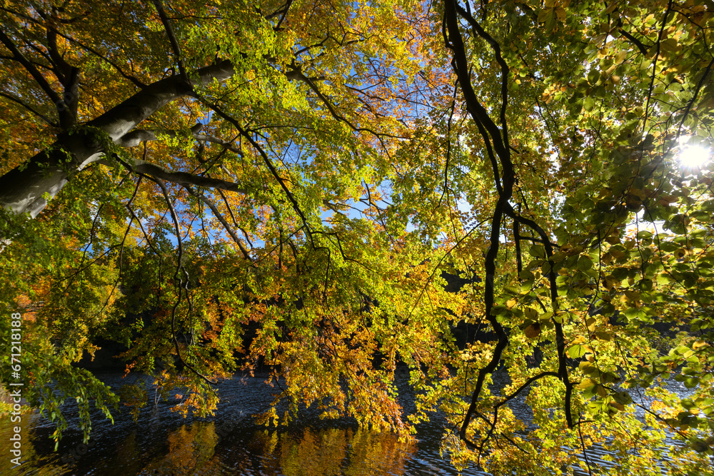 Licht durchfluteter Wald am See iin schönen Herbstfarben Ende Oktober. Licht durchfluteter Wald am See iin schönen Herbstfarben Ende Oktober.