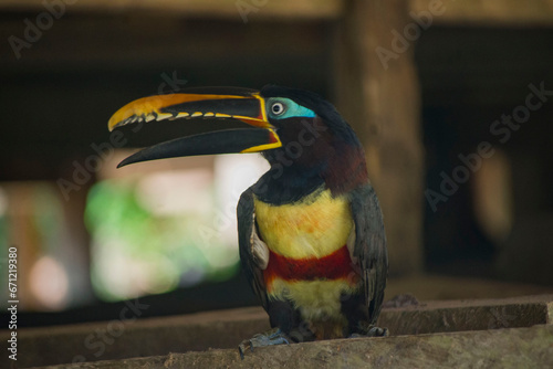 AMAZON TOUCAN