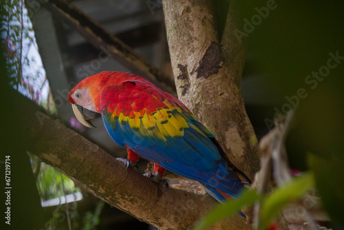 AMAZON PARROT