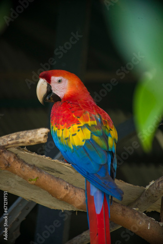 AMAZON PARROT