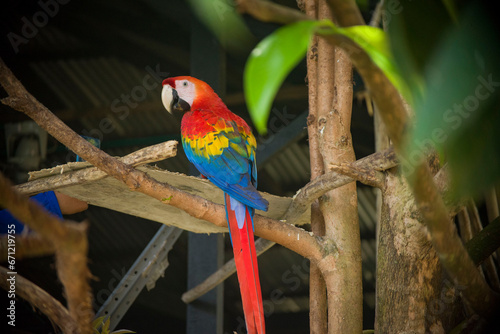 AMAZON PARROT