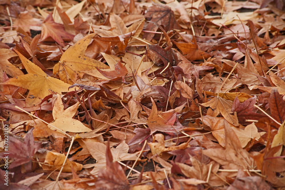 Colorful fallen autumn leaves 14525