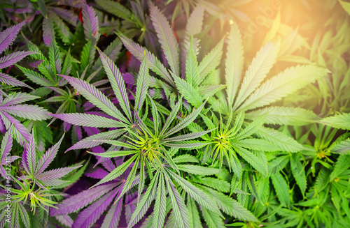 Full frame shot of Cannabis plants against dark backdrop and purple light