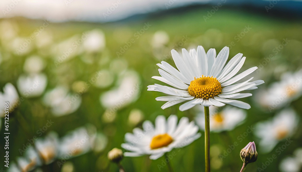 Fototapeta premium Capturing Nature White Daisy Blossoms in Green Blur
