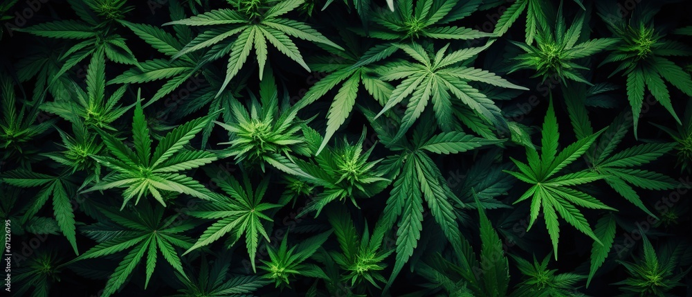 Green marijuana leaves background - obrazy, fototapety, plakaty 