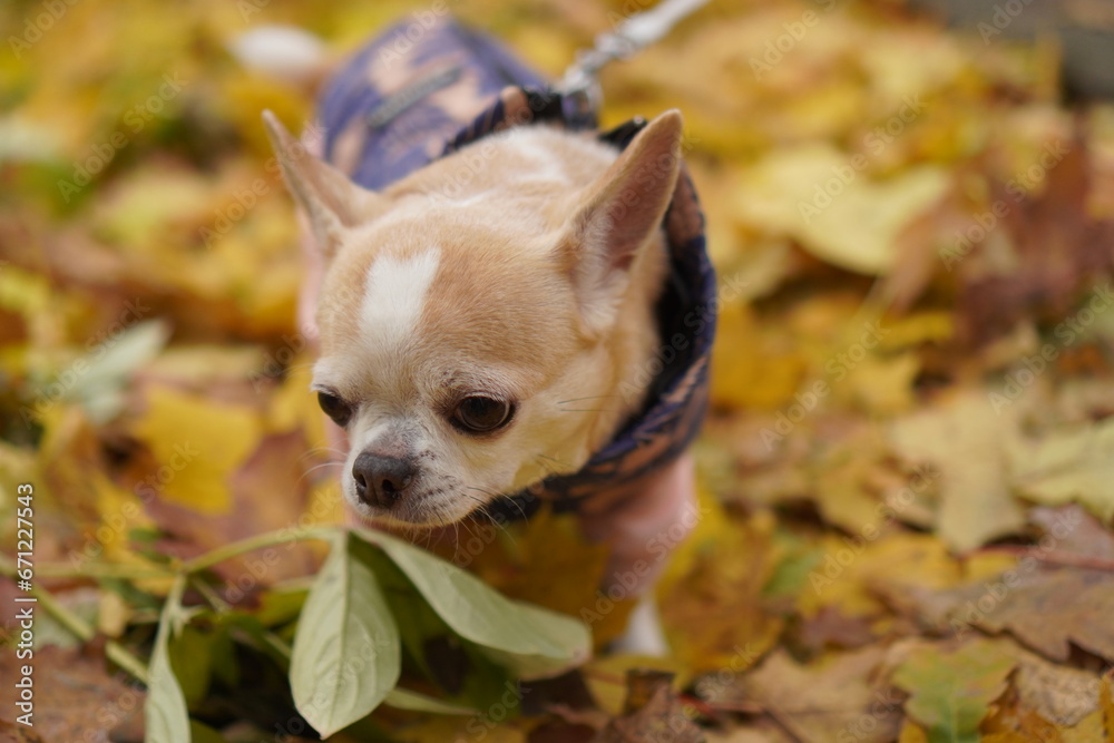 portrait of an elderly Chihuahua dog on a walk among fallen leaves in overalls in the park in autumn portrait of an elderly Chihuahua dog on a walk among fallen leaves in overalls in the park in autumn