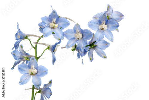 Fototapeta Naklejka Na Ścianę i Meble -  Blue delphinium flower isolated on white