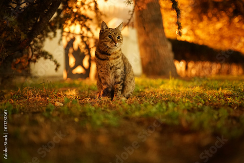 Fototapeta Naklejka Na Ścianę i Meble -  cat 