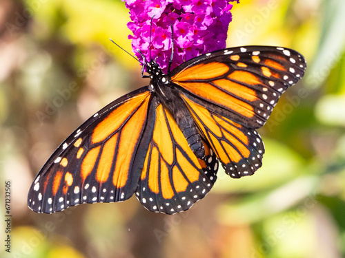 Monarch on buddleia photo