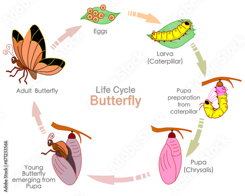 Butterfly life cycle. Reproductive metamorphosis. Insects, butter fly reproduction. Transformation stages. Egg, embryo, larva, caterpillar, pupa, chrysalis adult steps. Biology Illustration Vector