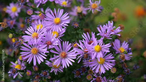 Fototapeta Naklejka Na Ścianę i Meble -  Purple aster amellus flowers in the garden