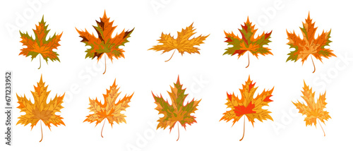 Collection of maple leaves in different positions. Maple leaves isolated. Cartoon style. Orange  yellow  green  brown  golden colors. Set of vector icons and symbols.