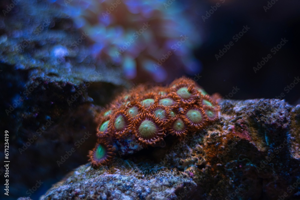 Fototapeta premium healthy zoanthus colony, fluorescent soft polyp grow on frag plug, animal in live rock ecosystem, nano reef marine aquarium bottom, popular pet species, blue LED low light, coral farm cultivation
