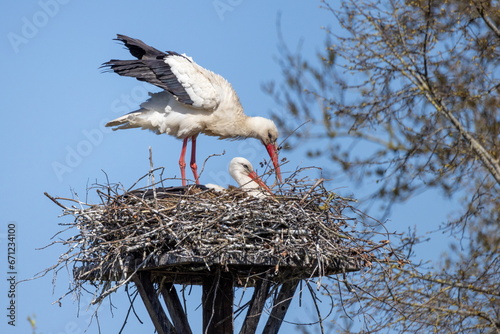 Weißstorch