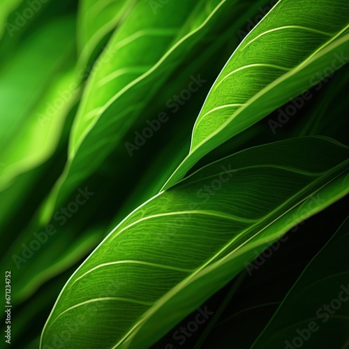 Leaf green closeup nature background pattern and texture light. 
