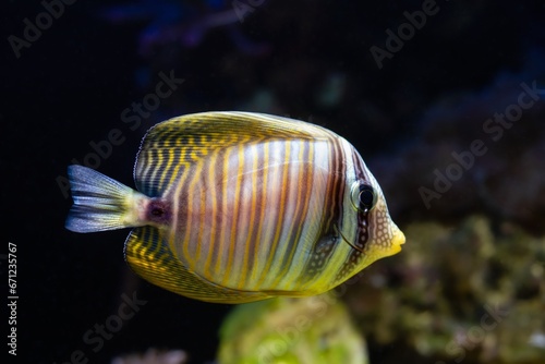 Red Sea sailfin tang, afraid swim away to blur live rock background, reef marine aquarium, wild caught domesticated species for experienced aquarist care, popular pet in LED actinic blue low light