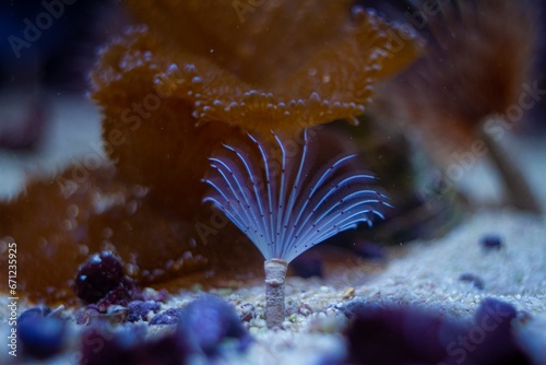feather duster worm move tentacles in circular current and hunt for food on sand bottom, soft coral, popular and demanding pet, healthy and active animal in LED low light nano reef marine aquarium photo