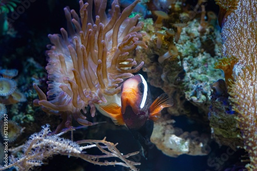 tomato clownfish feel safe in fluorescent bubble tip anemone  predator animal move long tentacles in flow and protect fish symbiosis  nano reef marine aquarium  live rock aquadesign  LED blue light