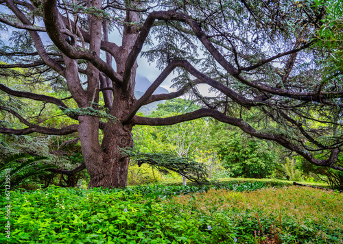 100 year old tree with huge branches in lush Kirstenbosch National Botanical Garden, Cape Town, South Africa
